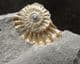 PROMICROCERAS POS / NEG 'POPPER' - JURASSIC, LYME REGIS.