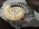 PROMICROCERAS POS / NEG 'POPPER' - JURASSIC, LYME REGIS.