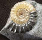 PROMICROCERAS POS / NEG 'POPPER' - JURASSIC, LYME REGIS.