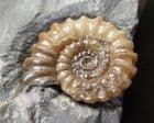 PROMICROCERAS PRAECOMPRESSUM - JURASSIC, LYME REGIS.