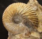 PSEUDOCADOCERAS BOREALE - JURASSIC, WILTSHIRE.