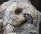 PSEUDOCADOCERAS BOREALE  ON MATRIX - JURASSIC, WILTSHIRE.