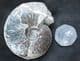 PSEUDOLIOCERAS LYTHENSE - JURASSIC, YORKSHIRE COAST.