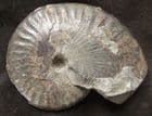 PSEUDOLIOCERAS LYTHENSE - JURASSIC, YORKSHIRE COAST.