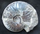 PSEUDOLIOCERAS LYTHENSE - JURASSIC, YORKSHIRE COAST.