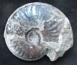 PSEUDOLIOCERAS LYTHENSE - JURASSIC, YORKSHIRE COAST.
