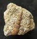 PSEUDOMELANIA SP - JURASSIC, FRANCE.