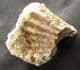 PSEUDOMELANIA SP - JURASSIC, FRANCE.
