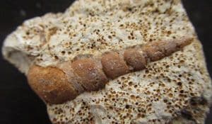 PSEUDOMELANIA SP - JURASSIC, FRANCE.