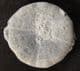 PSEUDOSONERELLA PYRAMIDALIS  - JURASSIC, GLOUCESTERSHIRE.
