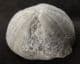 PSEUDOSONERELLA PYRAMIDALIS  - JURASSIC, GLOUCESTERSHIRE.