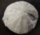 PSEUDOSONERELLA PYRAMIDALIS  - JURASSIC, GLOUCESTERSHIRE.