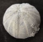 PSEUDOSONERELLA PYRAMIDALIS  - JURASSIC, GLOUCESTERSHIRE.