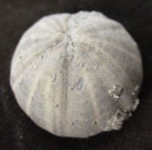 PSEUDOSONERELLA PYRAMIDALIS  - JURASSIC, GLOUCESTERSHIRE.