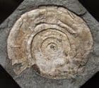 PSILOCERAS PLANORBIS - BRITAIN'S OLDEST AMMONITE. - LOWER JURASSIC, SOMERSET.