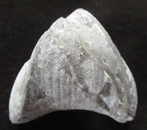 PUGNAX ACUMINATUS SHOWING STESS FRACTURES - CARBONIFEROUS, DERBYSHIRE.