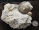 PYGOTROCHUS WITH BRACHIOPOD - JURASSIC, DORSET.