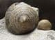 PYGOTROCHUS WITH BRACHIOPOD - JURASSIC, DORSET.