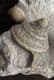 PYGOTROCHUS WITH BRACHIOPOD - JURASSIC, DORSET.
