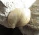 PYGOTROCHUS WITH BRACHIOPOD - JURASSIC, DORSET.
