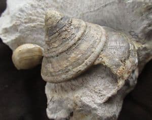 PYGOTROCHUS WITH BRACHIOPOD - JURASSIC, DORSET.