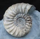 QUALITY ASTEROCERAS OBTUSUM - JURASSIC, LYME REGIS.