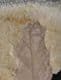 QUERCUS KUBINYII - MIOCENE, HUNGARY.