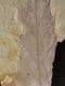 QUERCUS KUBINYII - MIOCENE, HUNGARY.