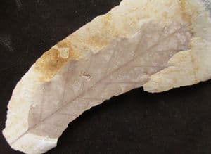 QUERCUS KUBINYII - MIOCENE, HUNGARY.