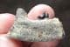 RACOON JAW - LATE PLEISTOCENE, FLORIDA.