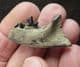 RACOON JAW - LATE PLEISTOCENE, FLORIDA.