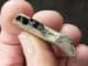 RACOON JAW - LATE PLEISTOCENE, FLORIDA.