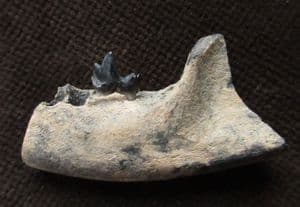 RACOON JAW - LATE PLEISTOCENE, FLORIDA.