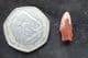 RAPTOR TOOTH - CRETACEOUS, MOROCCO.
