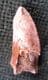RAPTOR TOOTH - CRETACEOUS, MOROCCO.