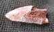 RAPTOR TOOTH - CRETACEOUS, MOROCCO.