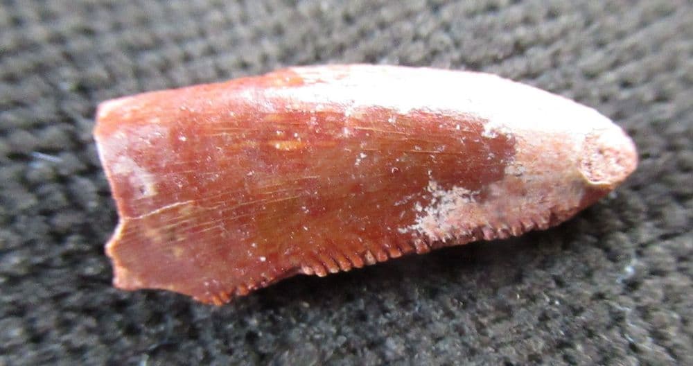 RAPTOR TOOTH - CRETACEOUS MOROCCO