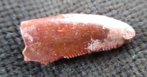 RAPTOR TOOTH - CRETACEOUS, MOROCCO.