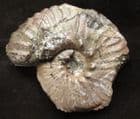 RARE AMMONITE ; ANAHOPLITES MANGYSCHLAKENSIS - GAULT CLAY, FOLKESTONE.