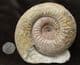 RARE BAJOCIAN AMMONITE -STEPHANOCERAS ( LOKUTICERAS ) FREDERICIROMANI - JURASSIC, DORSET.