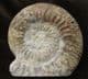 RARE BAJOCIAN AMMONITE -STEPHANOCERAS ( LOKUTICERAS ) FREDERICIROMANI - JURASSIC, DORSET.