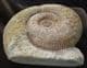 RARE BAJOCIAN AMMONITE -STEPHANOCERAS ( LOKUTICERAS ) FREDERICIROMANI - JURASSIC, DORSET.