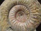 RARE BAJOCIAN AMMONITE -STEPHANOCERAS ( LOKUTICERAS ) FREDERICIROMANI - JURASSIC, DORSET.