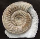 RARE BAJOCIAN AMMONITE - STEPHANOCERAS ROSSBRUNNENSE - JURASSIC, DORSET.