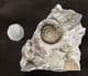 RARE BRITISH AMMONITE - BIGOTITES TUBERCULATUS - JURASSIC, DORSET.