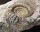 RARE BRITISH AMMONITE - BIGOTITES TUBERCULATUS - JURASSIC, DORSET.