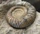 RARE BRITISH AMMONITE - BIGOTITES TUBERCULATUS - JURASSIC, DORSET.