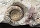 RARE BRITISH AMMONITE - BIGOTITES TUBERCULATUS - JURASSIC, DORSET.