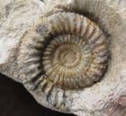 RARE BRITISH AMMONITE - BIGOTITES TUBERCULATUS - JURASSIC, DORSET.