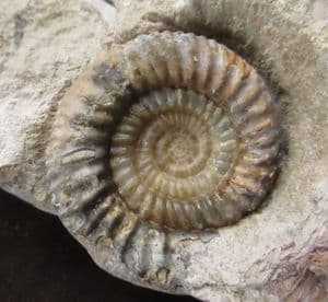 RARE BRITISH AMMONITE - BIGOTITES TUBERCULATUS - JURASSIC, DORSET.